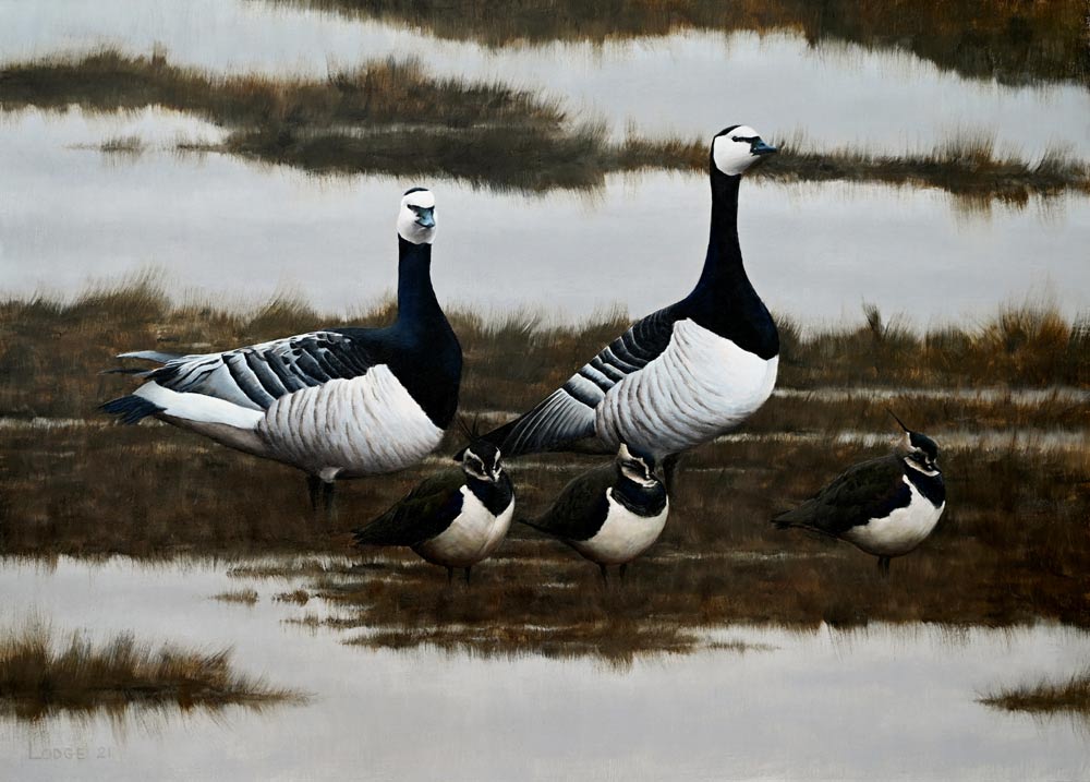 Barnacle Geese and Lapwing Painting