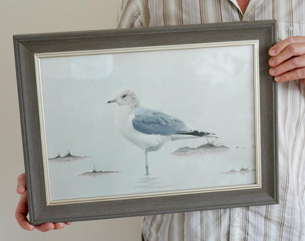 Common Gull Painting