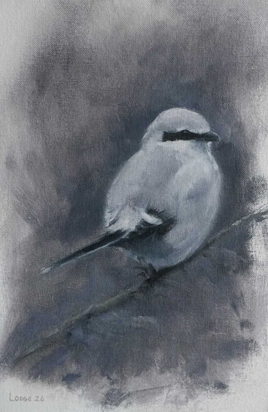Great Grey Shrike painting Bird Art by Chris Lodge