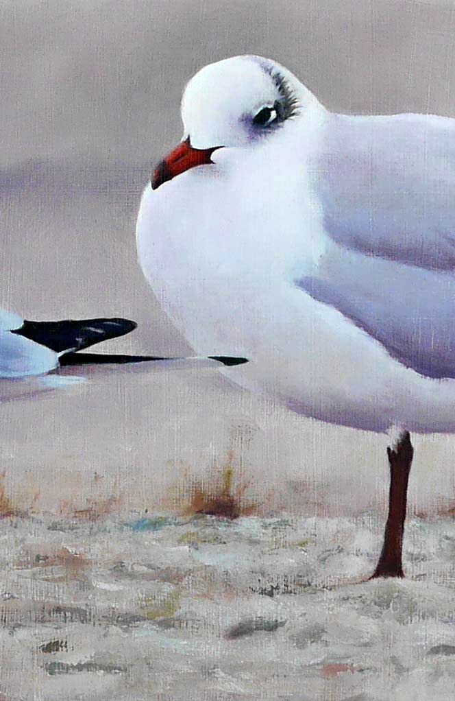 Mediterranean and Black Headed Gulls - An Original Oil Painting By Bird Artist Chris Lodge