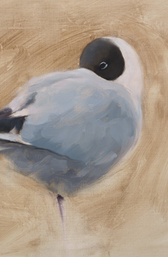 Black Headed Gull Bird Art Print