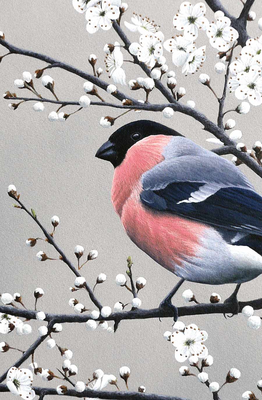 Bullfinch Print By Bird Artist Chris Lodge