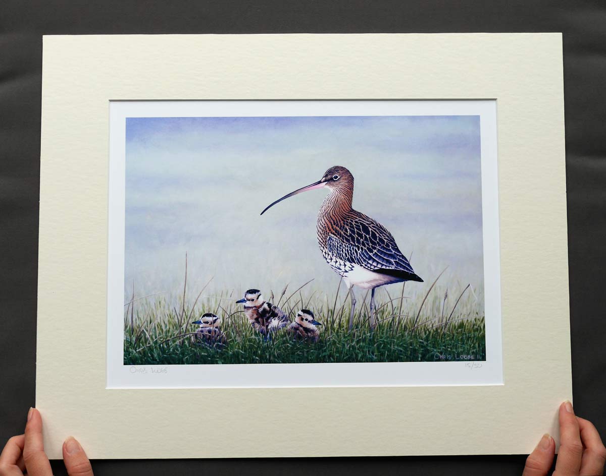 Curlew with Chicks Bird Art Print