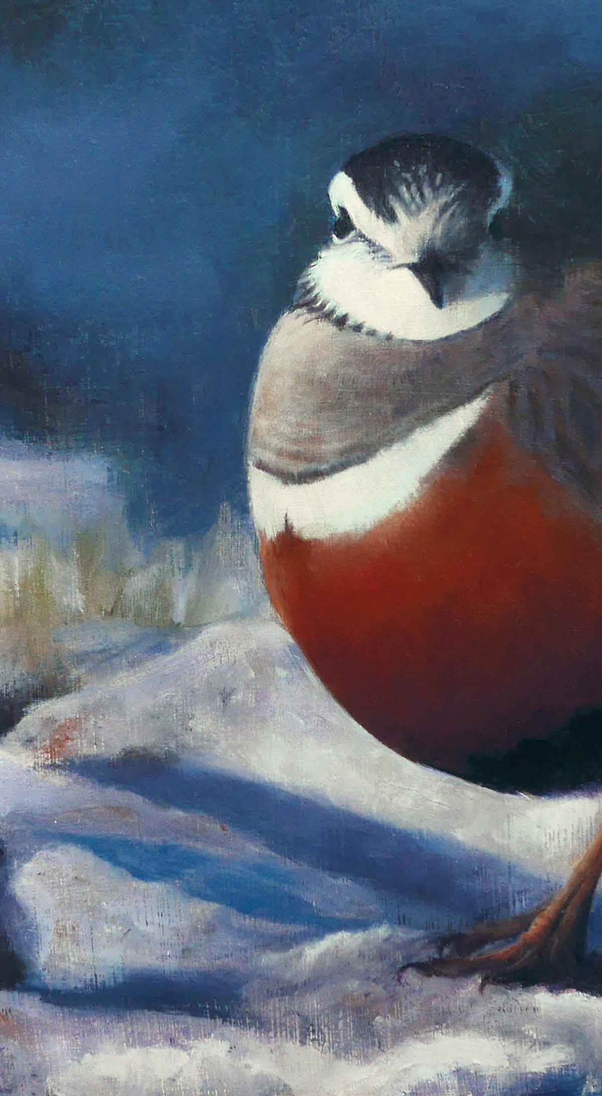 Dotterel Bird Art Print