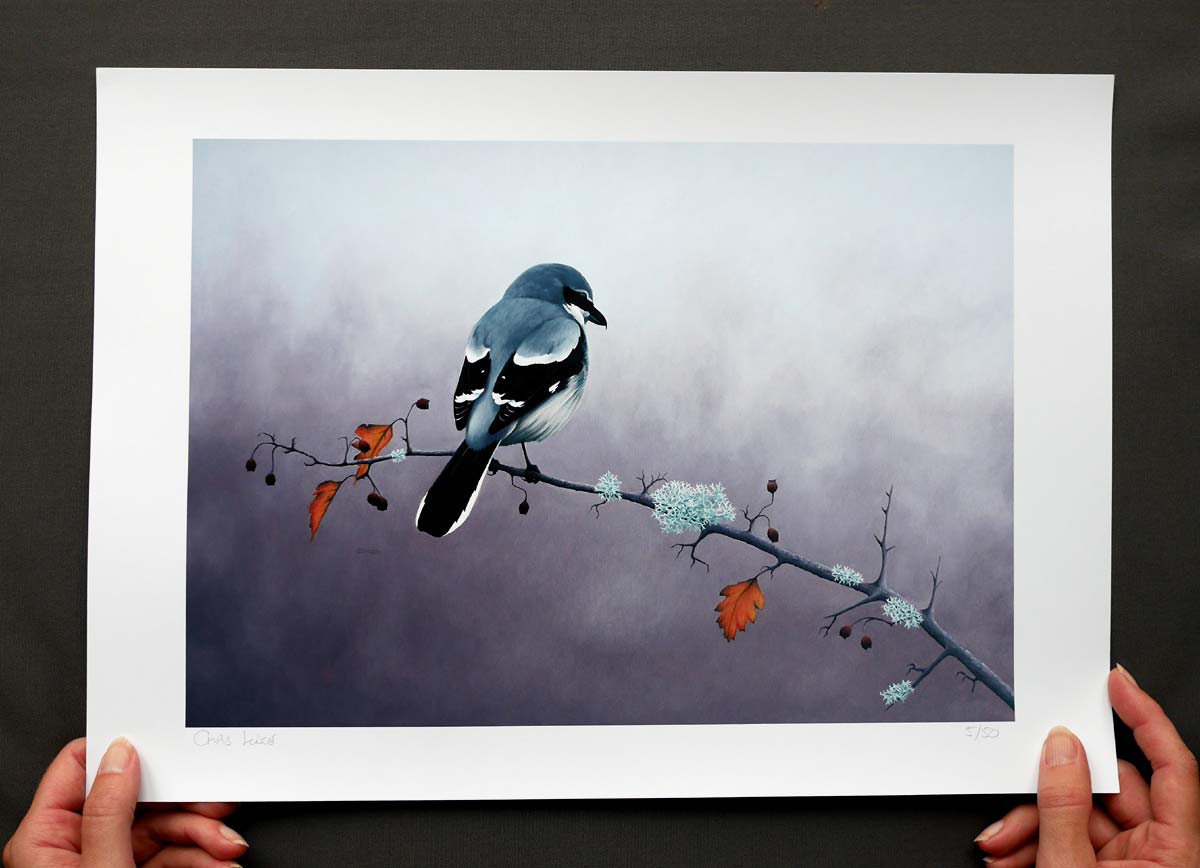 Great Grey Shrike Bird Art Print