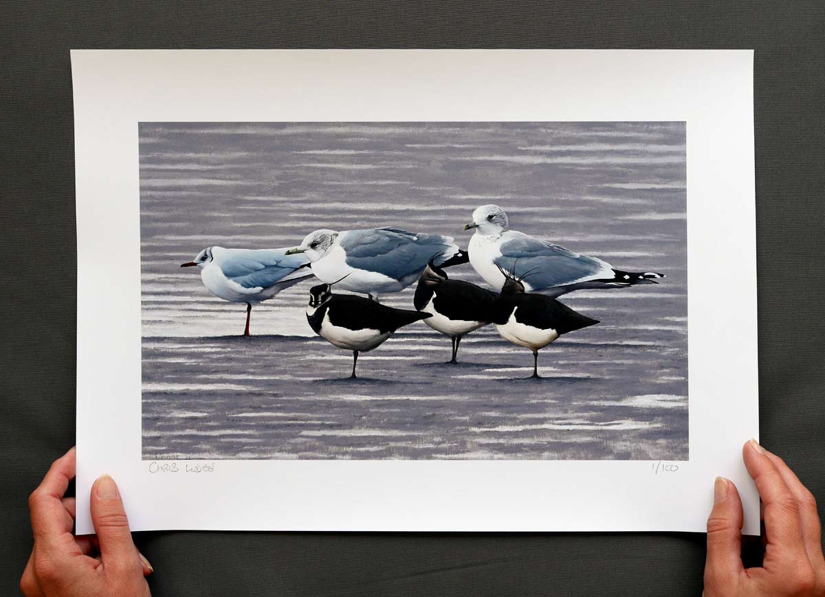 Gulls and Lapwing Print