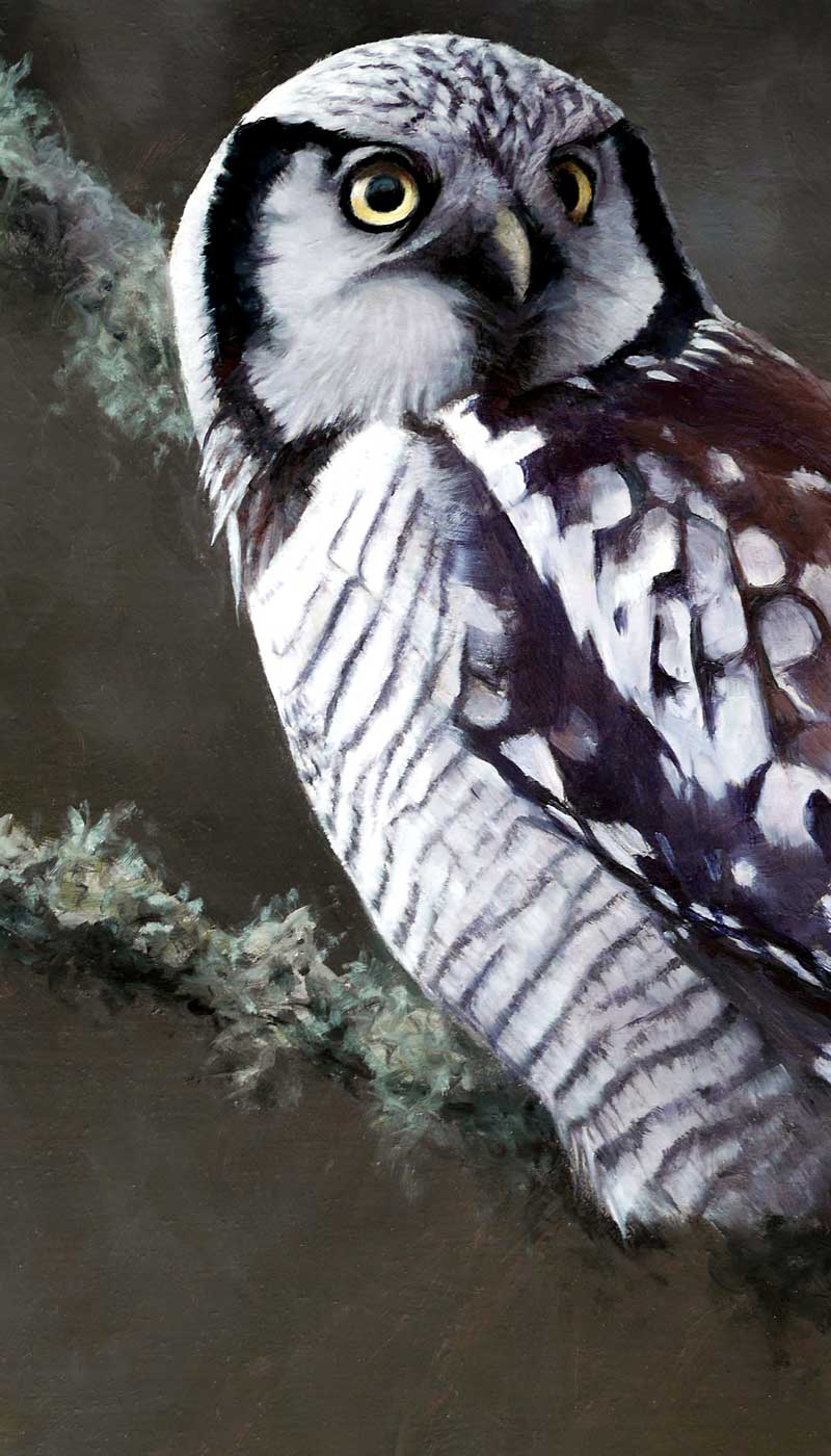 Hawk Owl Print By Bird Artist Chris Lodge