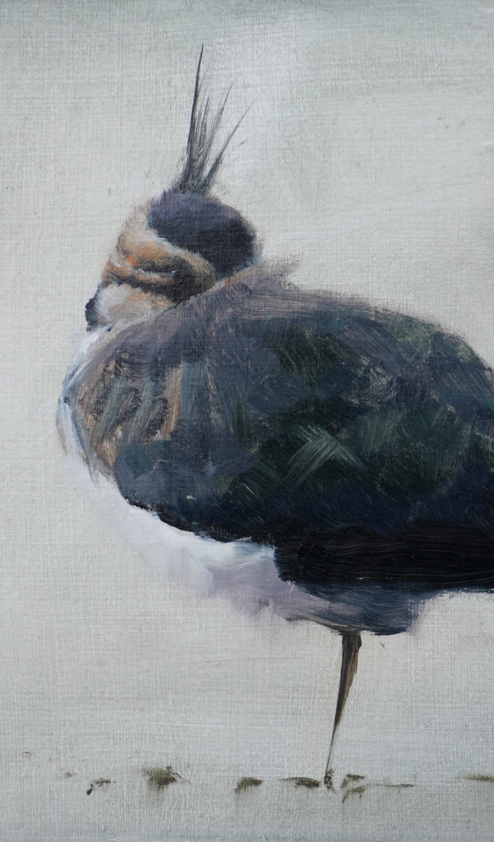 Lapwing Portrait Bird Art Print