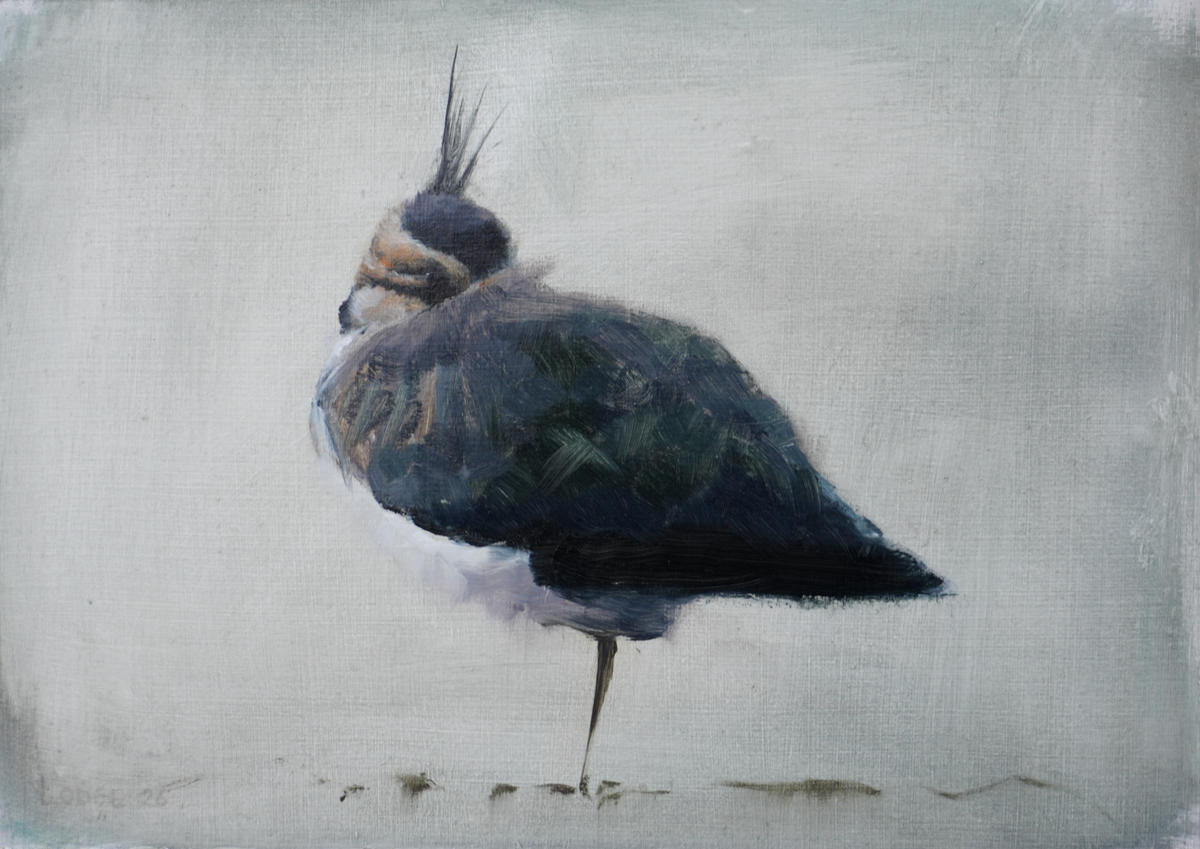 Lapwing Portrait Bird Print by Chris Lodge