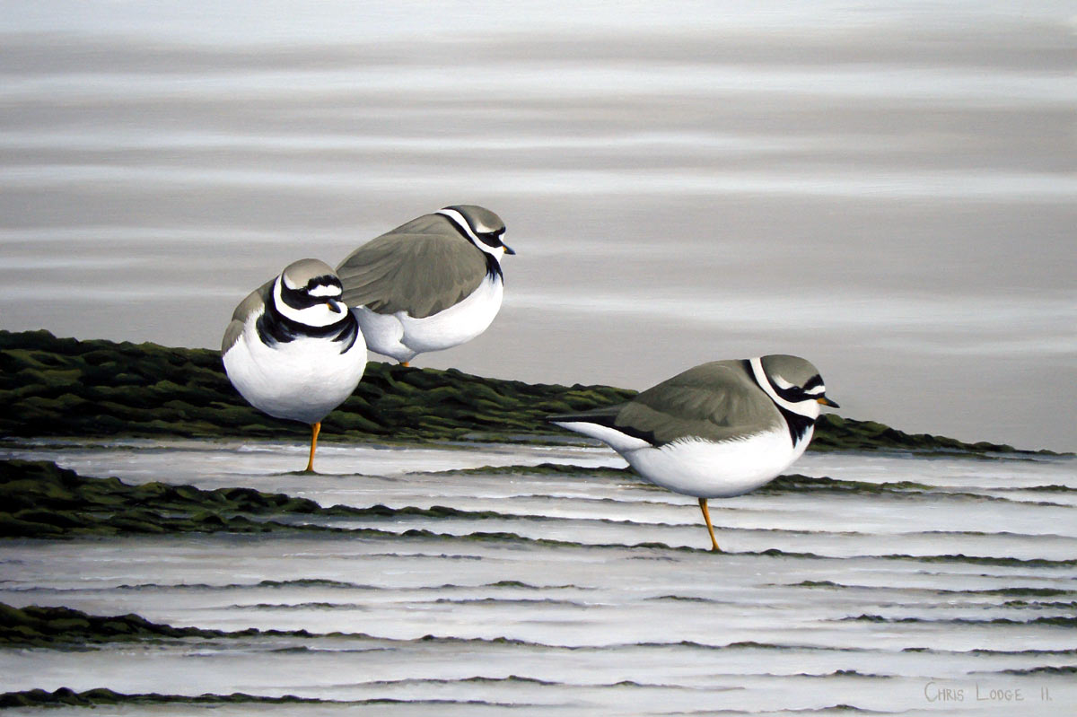 Ringed Plovers, a Limited Edition Bird Art Print of an original oil painting of birds by bird artist Chris Lodge