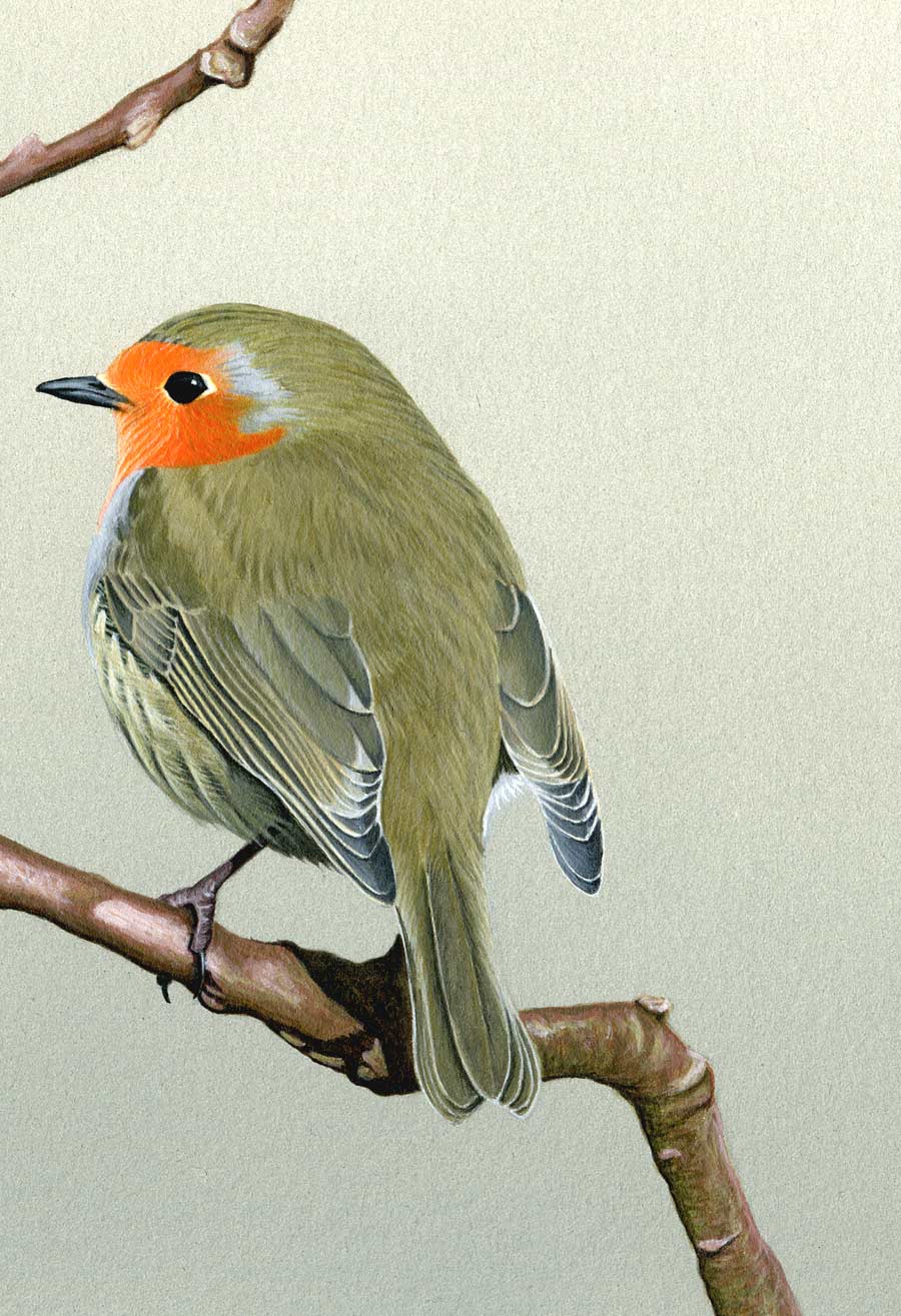 Robin Print By Bird Artist Chris Lodge
