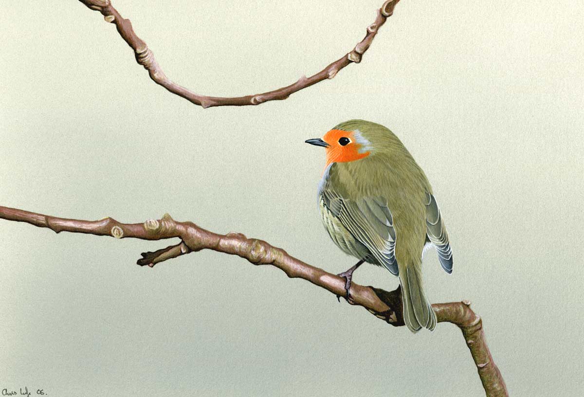 robin Bird Print by Chris Lodge
