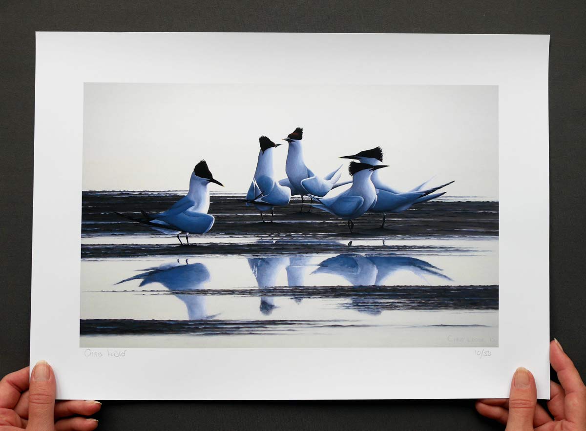 Sandwich Terns Bird Art Print