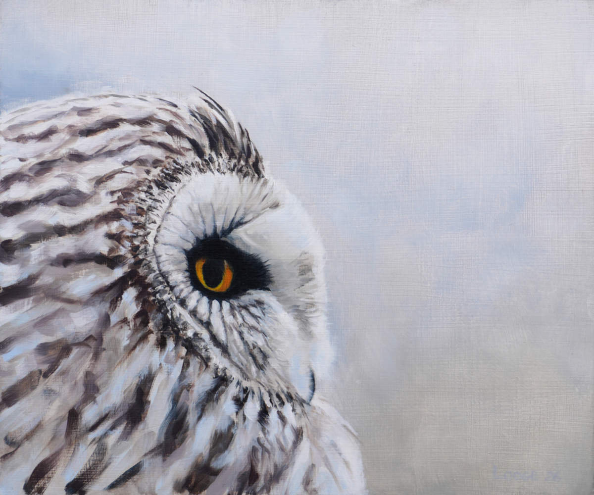 Short Eared Owl Bird Print by Chris Lodge