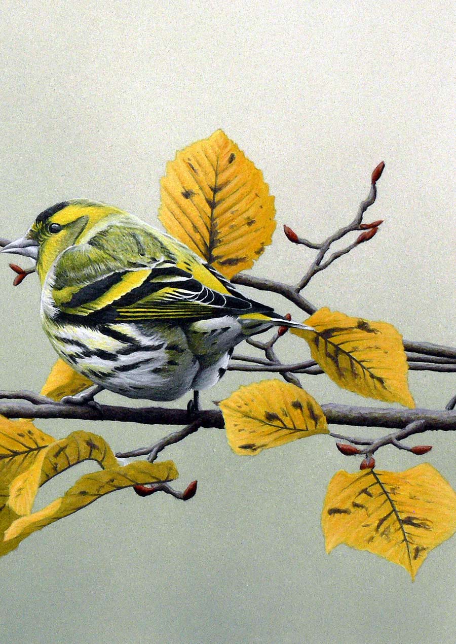Siskin Print By Bird Artist Chris Lodge