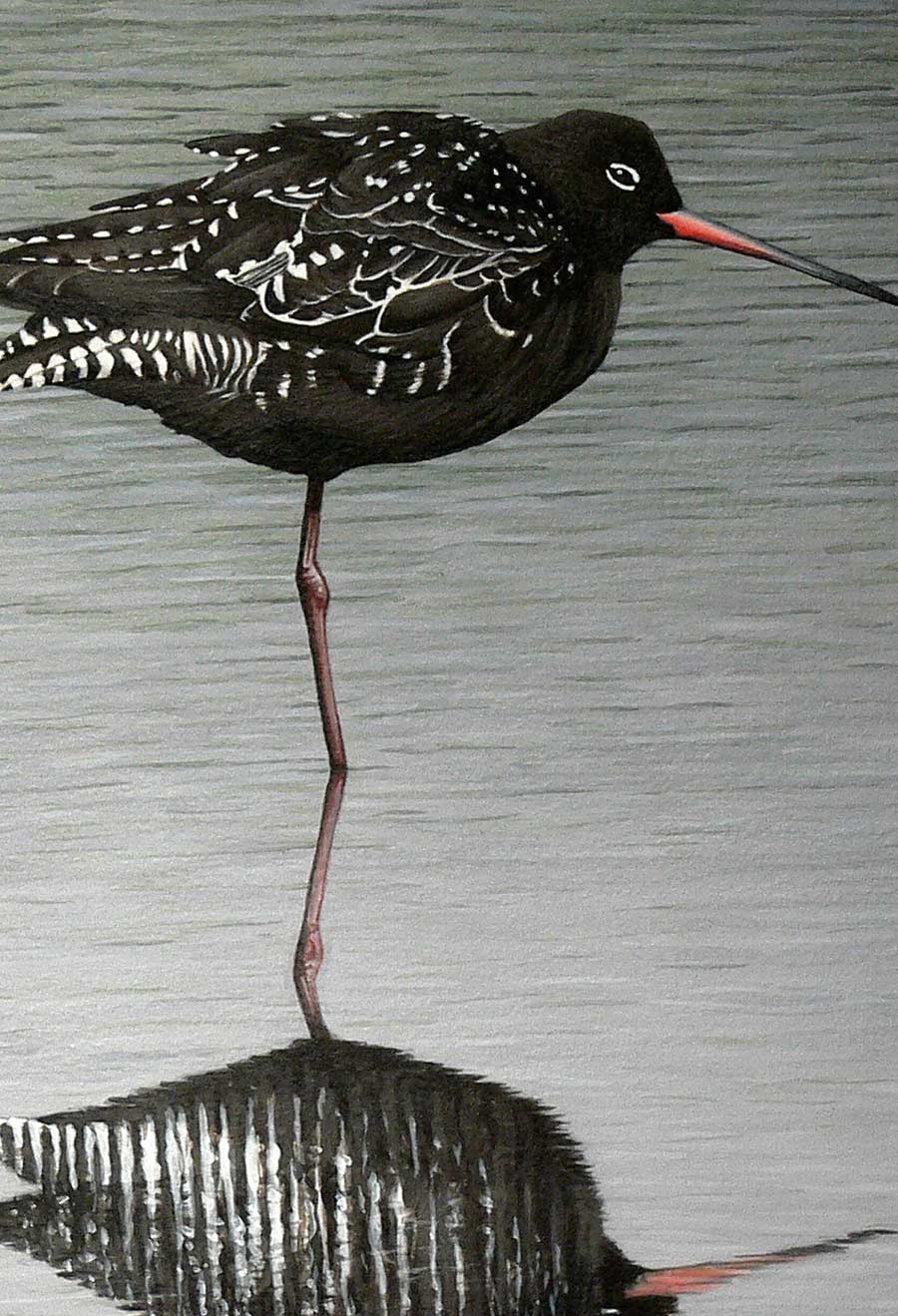 Spotted Redshanks Print By Bird Artist Chris Lodge