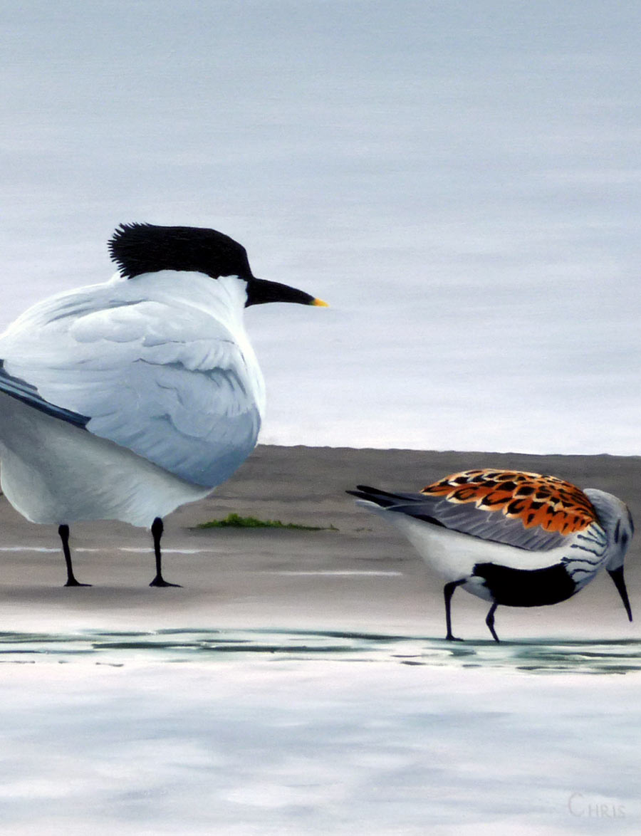 Sandwich Terns and Dunlin - A Print By Bird Artist Chris Lodge