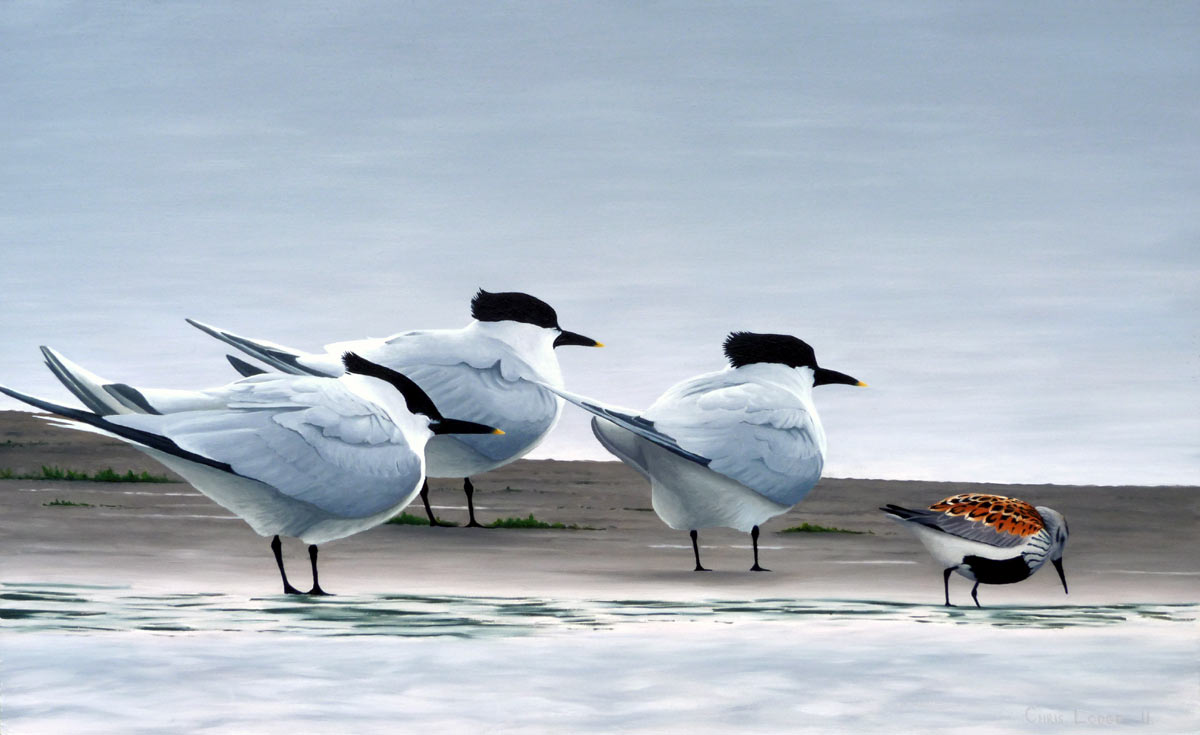 Sandwich Terns Bird Art Print