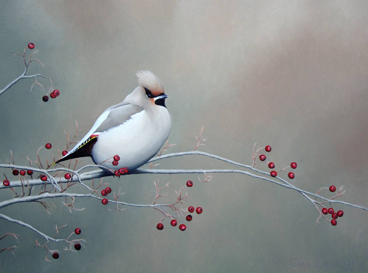 Autumn Waxwing, a Limited Edition Print of an original oil painting by bird artist Chris Lodge