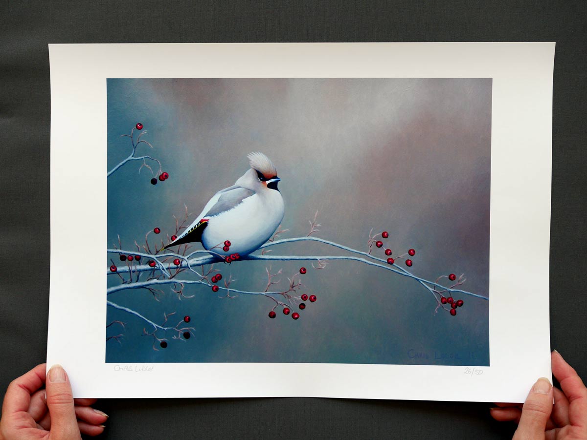 Waxwing Bird Art Print