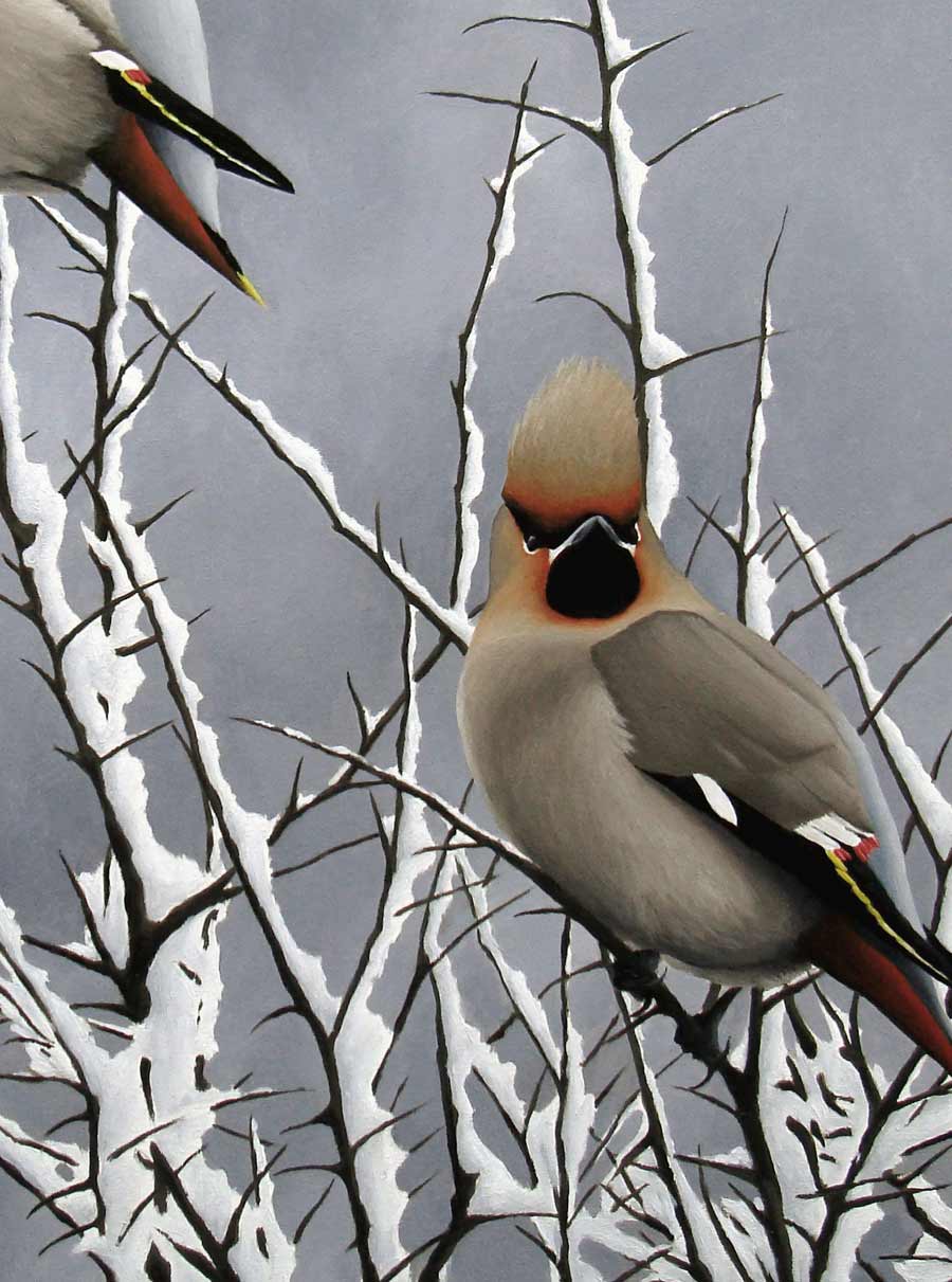 Waxwings in Snowy Blackthorns Print By Bird Artist Chris Lodge
