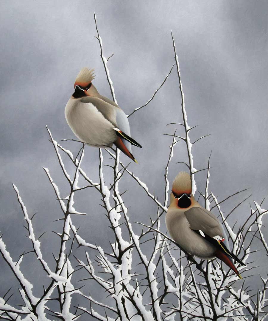 Waxwings in Snowy Blackthorn, a Limited Edition Print of an original oil painting by bird artist Chris Lodge